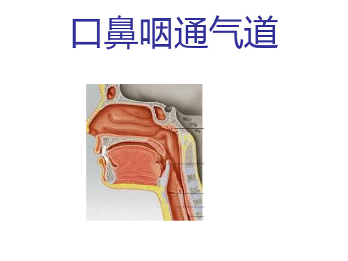 口鼻咽通气道解读