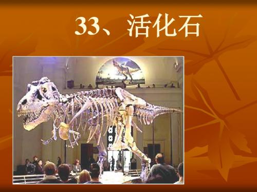 33.活化石(最新完美版)