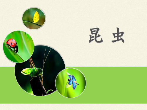 苏科版初中生物七年级下册课件-5.12.2 昆虫10