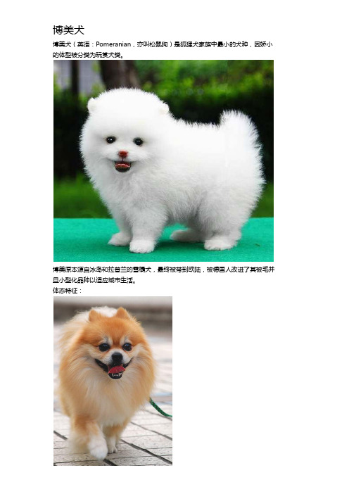 博美犬