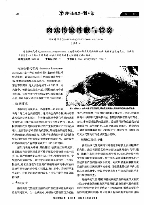 肉鸡传染性喉气管炎