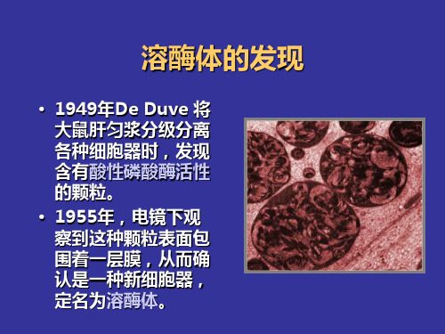 第十章溶酶体PPT精品文档44页