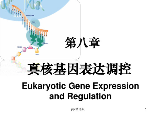 真核生物基因表达调控ppt课件