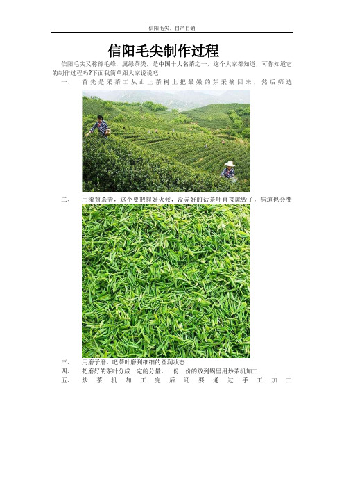 信阳毛尖--加工制作过程
