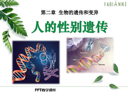 第四节_人的性别遗传精品课件
