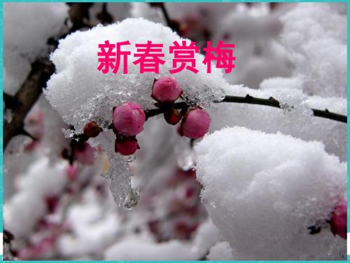 湘教版三年级语文上册《八单元  新春赏梅》优质课课件_4