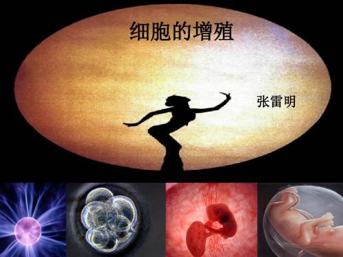 【高中生物】细胞的增殖ppt9