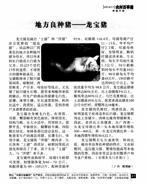 地方良种猪——龙宝猪