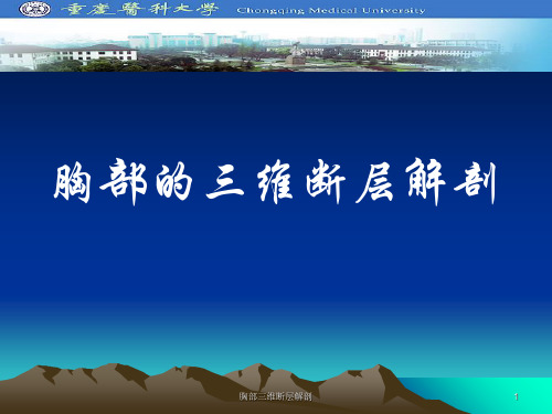 胸部三维断层解剖ppt课件