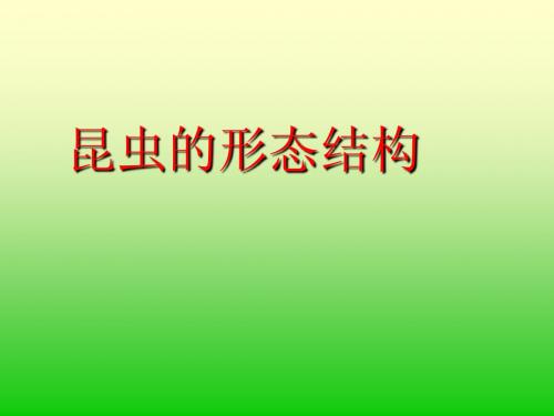 昆虫结构
