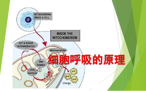 细胞呼吸专题复习(一)(共27张PPT)