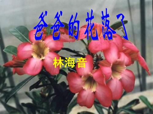 黑龙江省七星农场第二中学七年级语文下册《爸爸的花儿落了》课件 新人教版