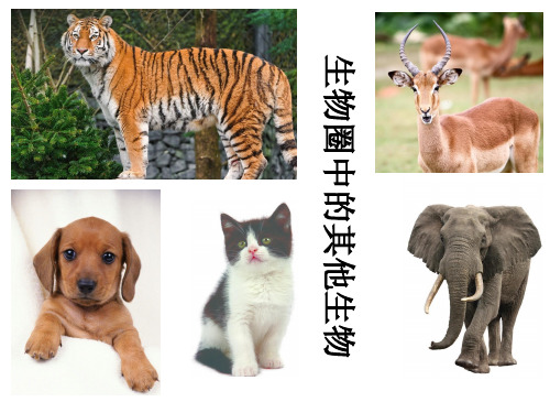 人教版八年级上册第五单元第一章动物的主要类群 第一章第一节腔肠动物 课件