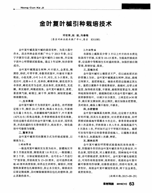 金叶复叶槭引种栽培技术