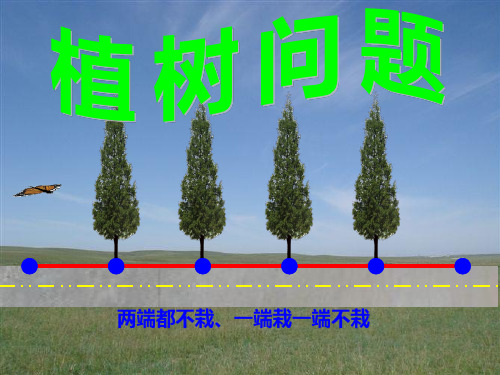 植树问题例两端都栽一端栽一端不栽分析PPT课件