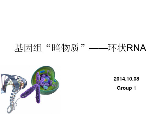 环状RNA