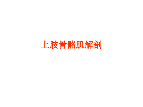 上肢骨骼肌解剖