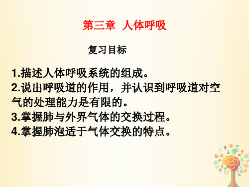 七年级生物下册第三章人体呼吸复习课件(新版)新人教版