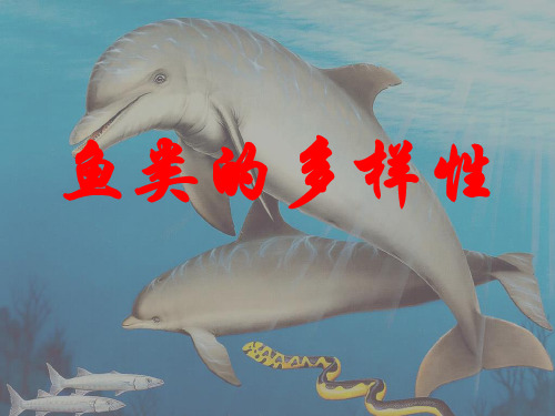 鱼类的多样性