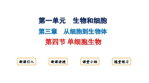 单细胞生物课件(共23张PPT)人教版生物七年级上册