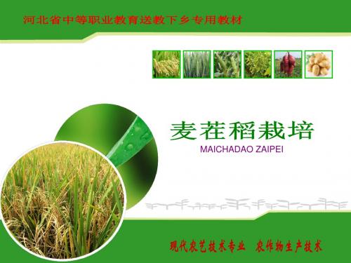 麦茬稻栽培二