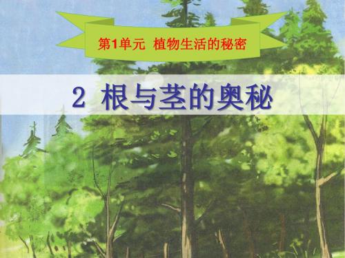 《根与径的奥秘》植物生活的秘密PPT优秀课件2