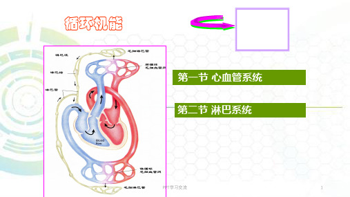 大学人体解剖循环系统课件