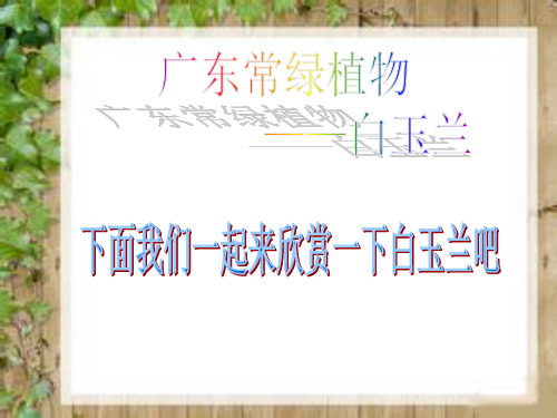 白玉兰花介绍-ppt成品
