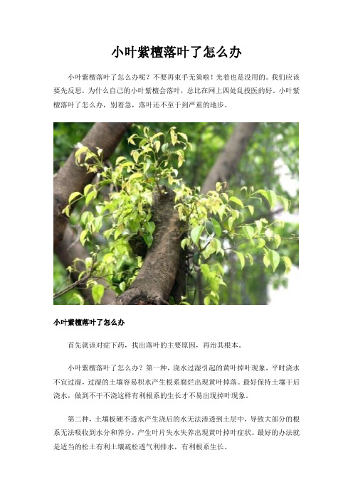 小叶紫檀落叶了怎么办