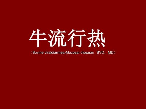 3、牛流行热