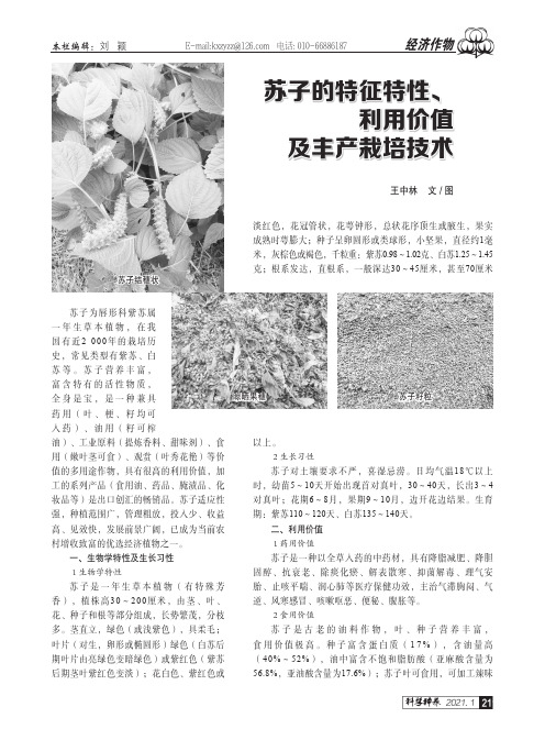 苏子的特征特性、利用价值及丰产栽培技术