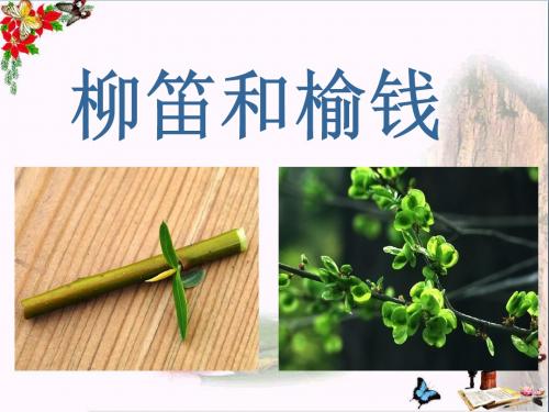 三年级语文下册第一单元第3课《柳笛和榆钱》教学 PPT精品课件1冀教版