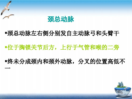 颈部血管超声PPT课件