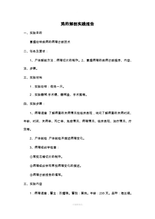鸡的解剖