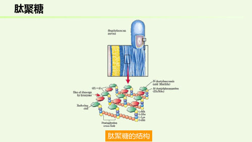 1.2.2  寡糖和多糖(2)