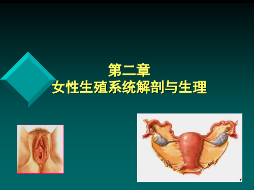第二章女性生殖系统解剖与生理