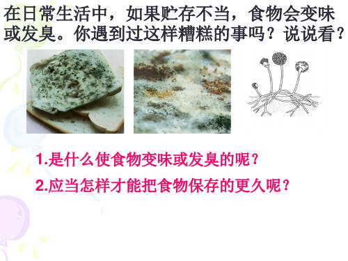 1.6细菌和真菌的繁殖