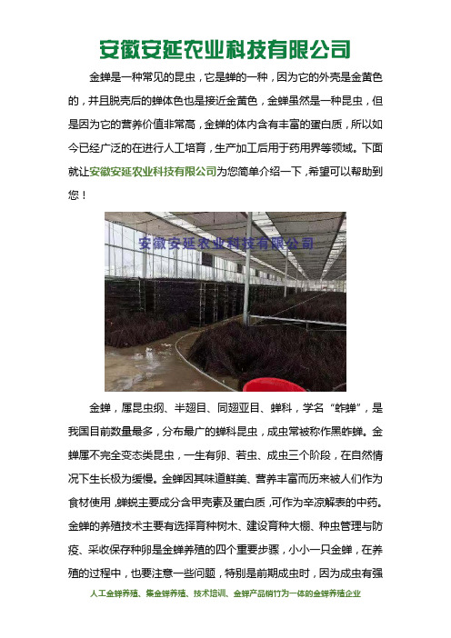 金蝉养殖人工技术