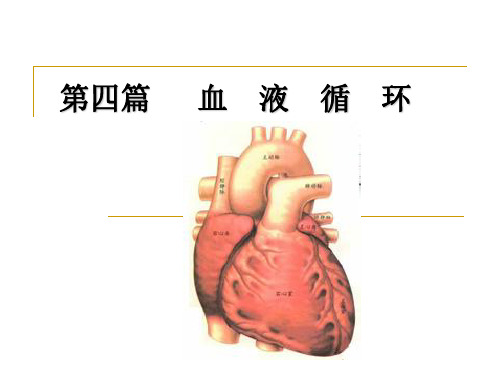心脏电活动