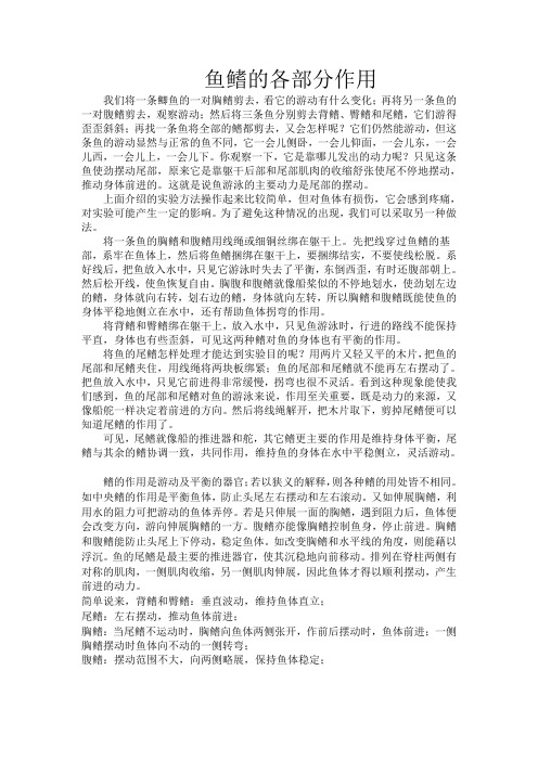 炫-鱼鳍的各部分作用