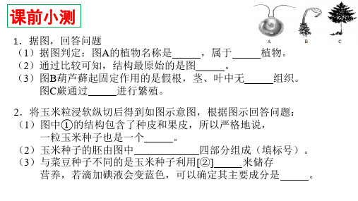 人教版七年级生物上册--3.2.1-种子的萌发-