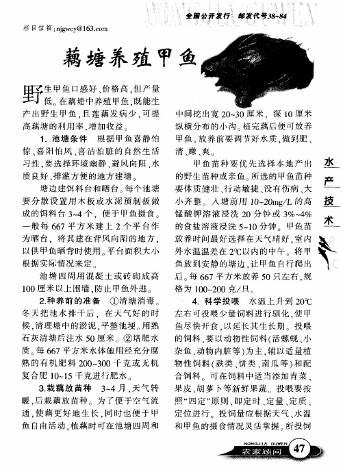 藕塘养殖甲鱼