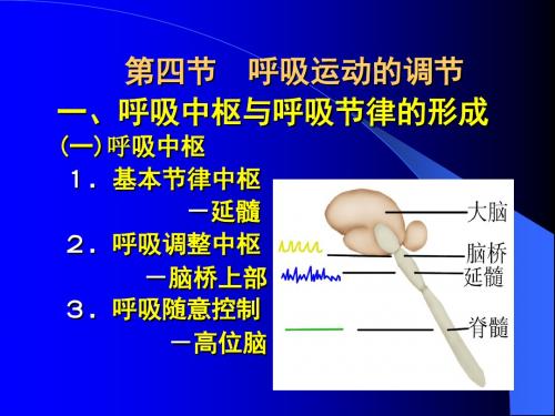 呼吸运动的调节