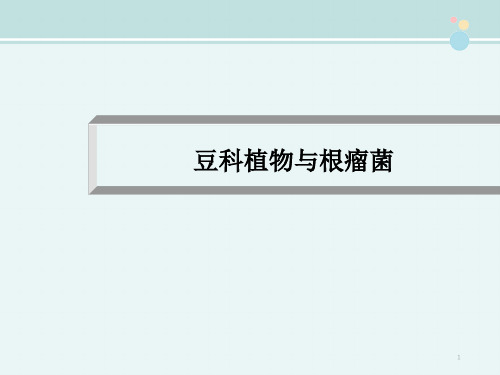 豆科植物与根瘤菌-完整版PPT课件
