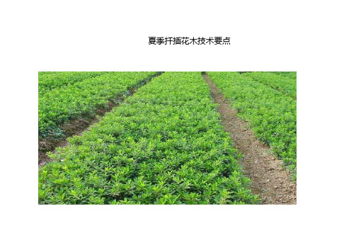 夏季扦插花木技术要点