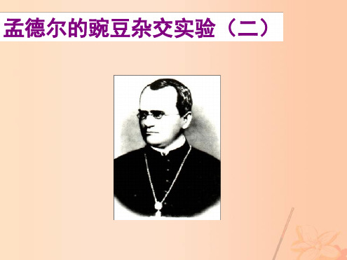 高中生物12孟德尔的豌豆杂交实验二课件新人教版必修2