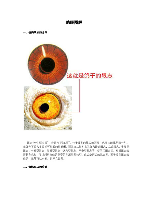 鸽眼图解