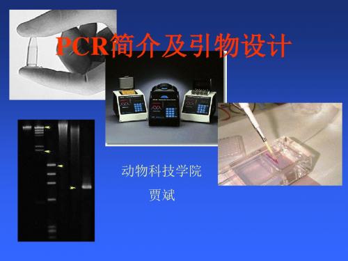 PCR简介及PCR引物设计