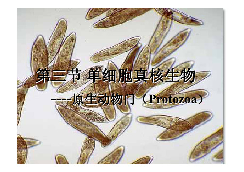 动物生物学_原生动物门PDF