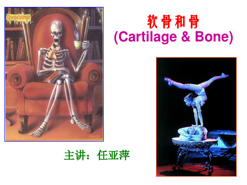 软骨、骨